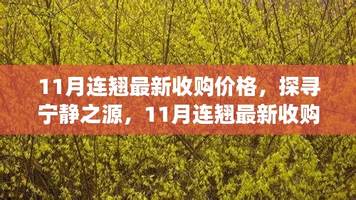 11月连翘最新收购价格，探寻宁静之源，11月连翘最新收购价格与一场心灵之旅