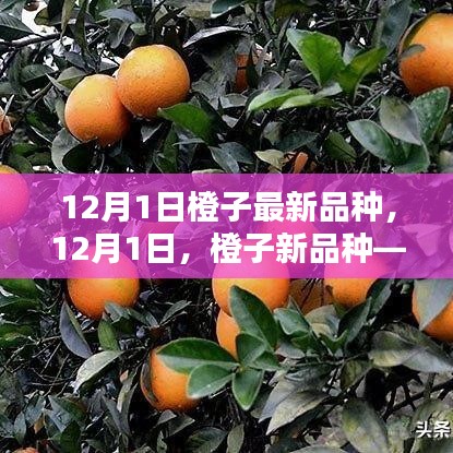 橙子新品种揭秘，励志果实，自信与成就感的甘甜之源（12月1日更新）