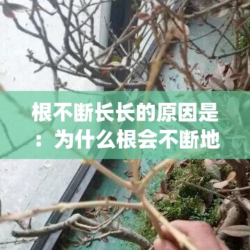 根不断长长的原因是：为什么根会不断地生长 