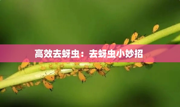 高效去蚜虫：去蚜虫小妙招 