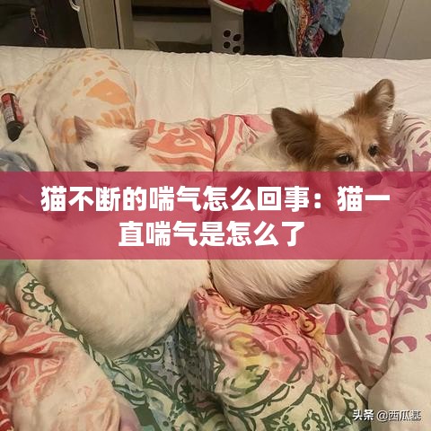 猫不断的喘气怎么回事：猫一直喘气是怎么了 