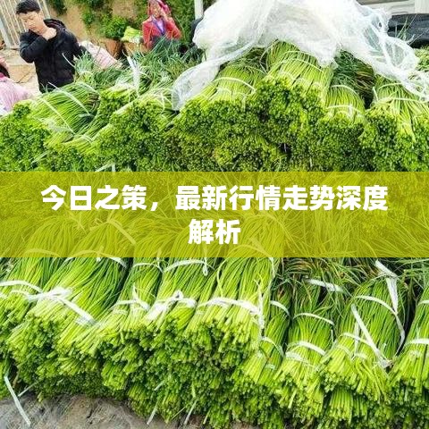 今日之策，最新行情走势深度解析