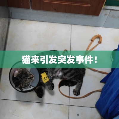 急就章 第2页