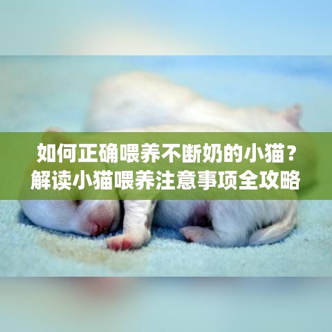 如何正确喂养不断奶的小猫？解读小猫喂养注意事项全攻略！