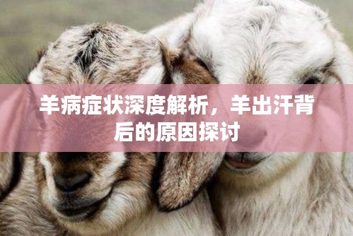 羊病症状深度解析，羊出汗背后的原因探讨